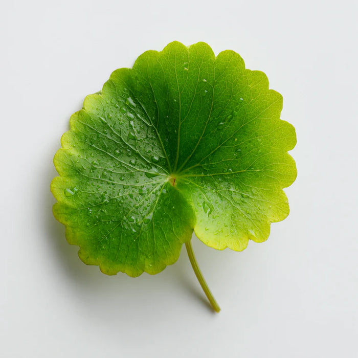 CENTELLA